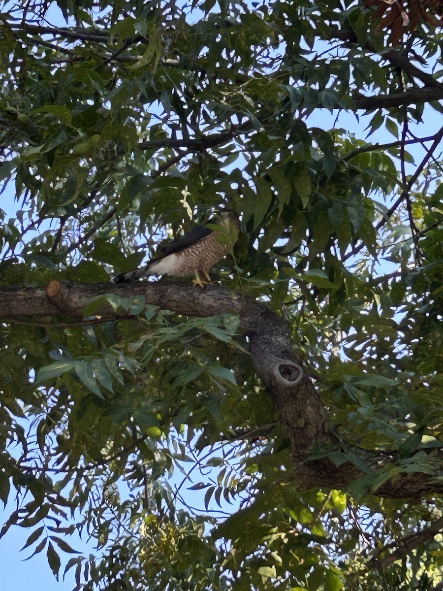 Cooper's Hawk - ML642060736