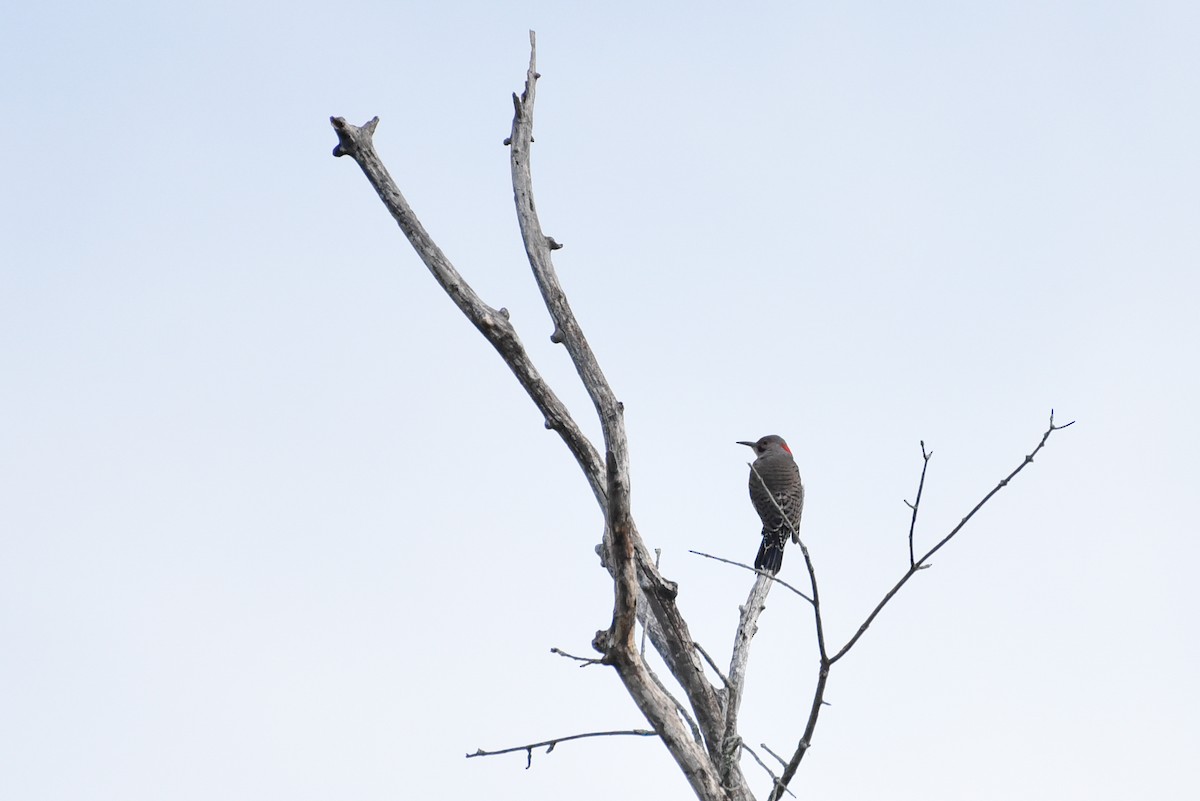 Northern Flicker - ML642060737