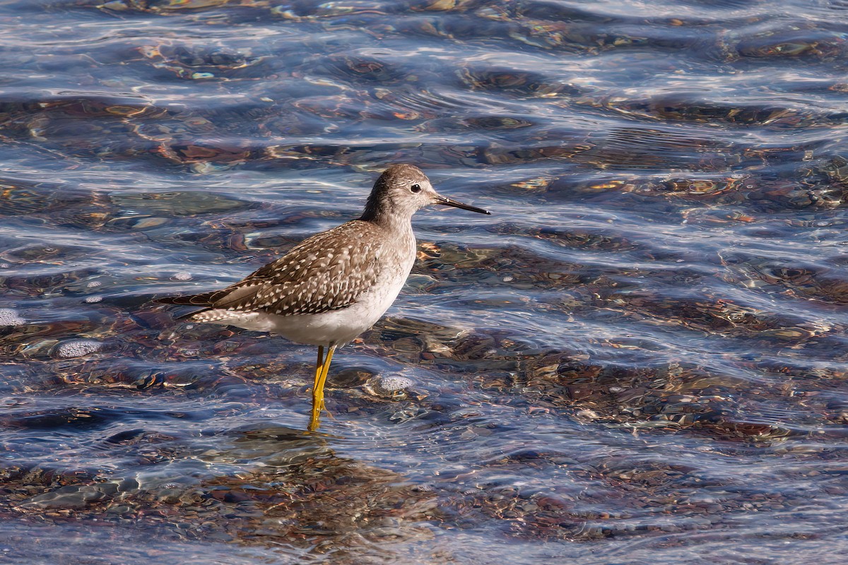 gulbeinsnipe - ML642060759