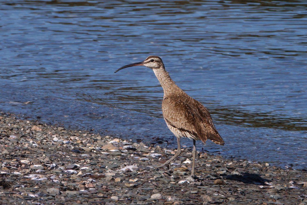 Regenbrachvogel - ML642060765