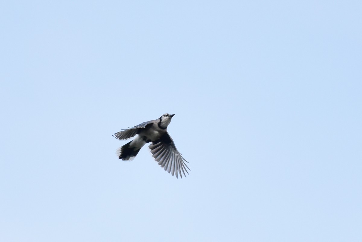 Blue Jay - ML642060770