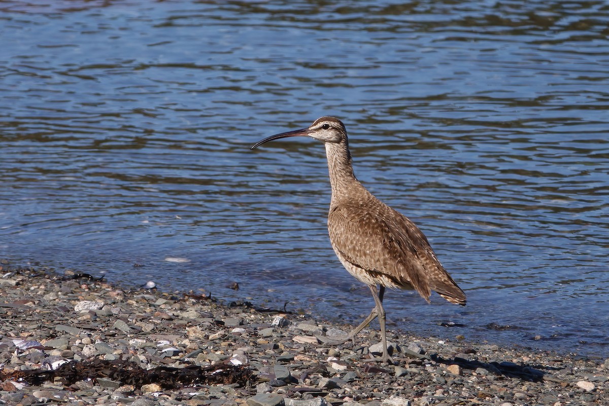 Regenbrachvogel - ML642060772