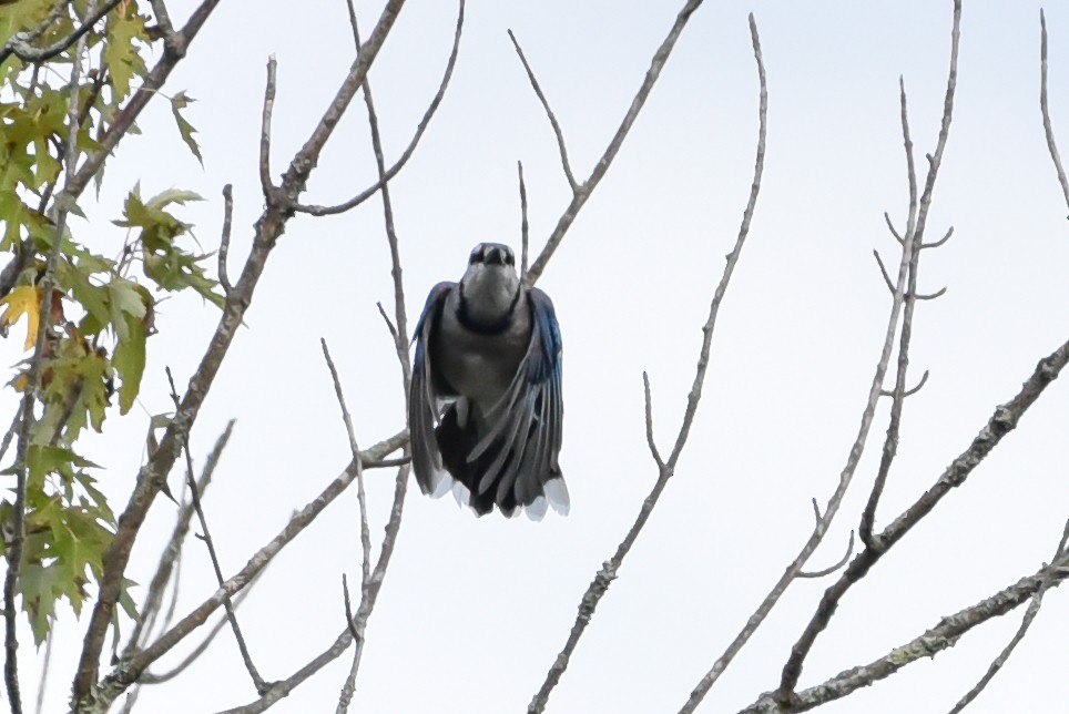 Blue Jay - ML642060773