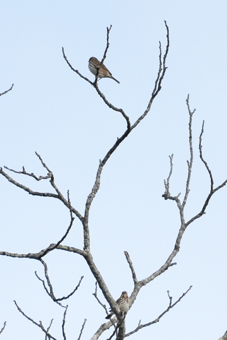 Blue Jay - ML642060817