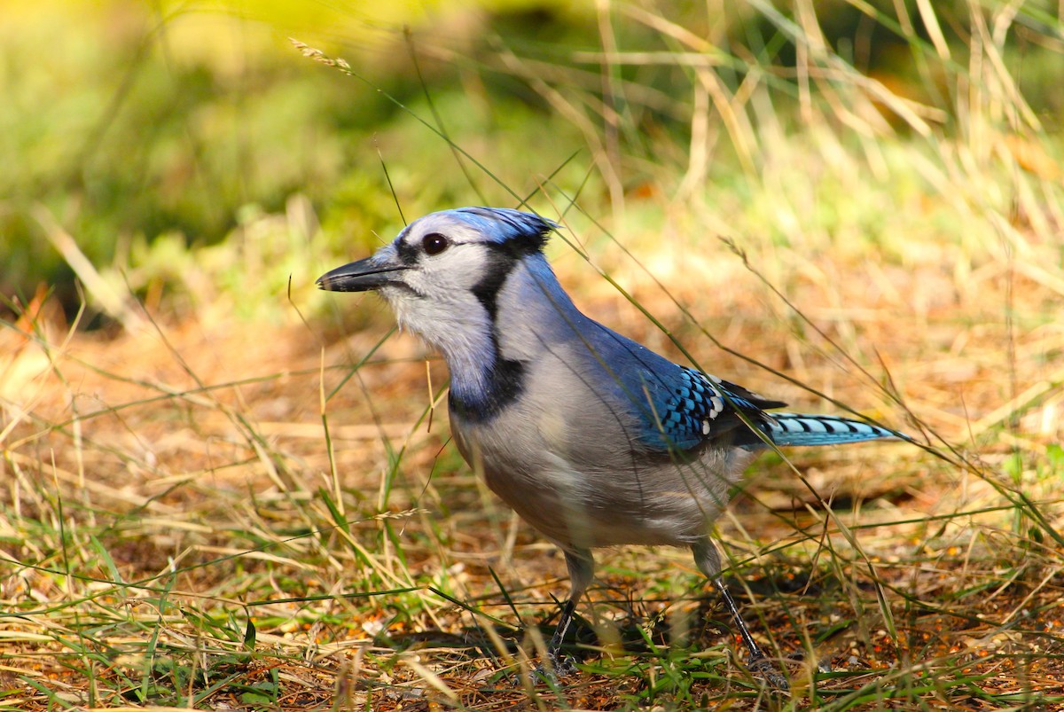 Blue Jay - ML642060835