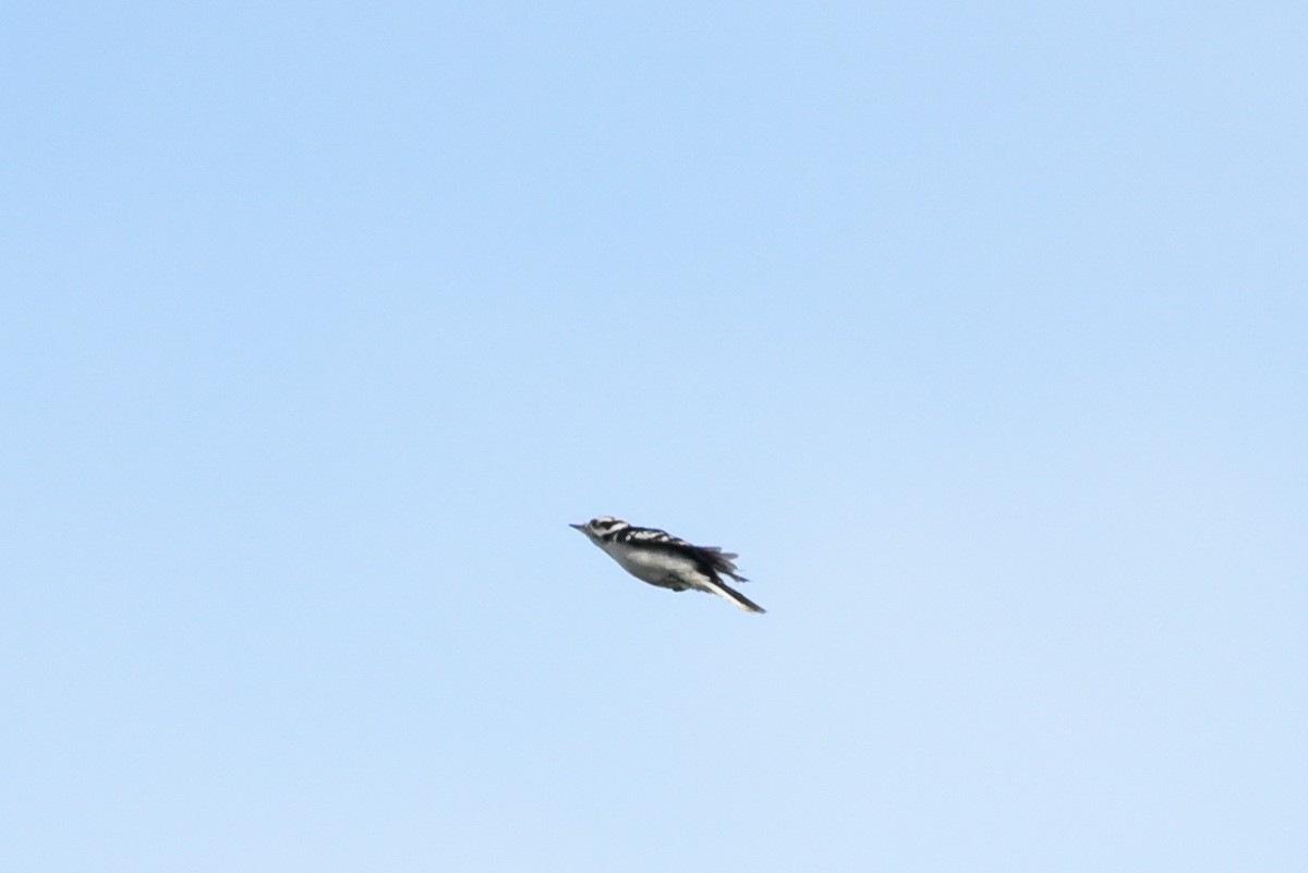 Downy Woodpecker - ML642060850