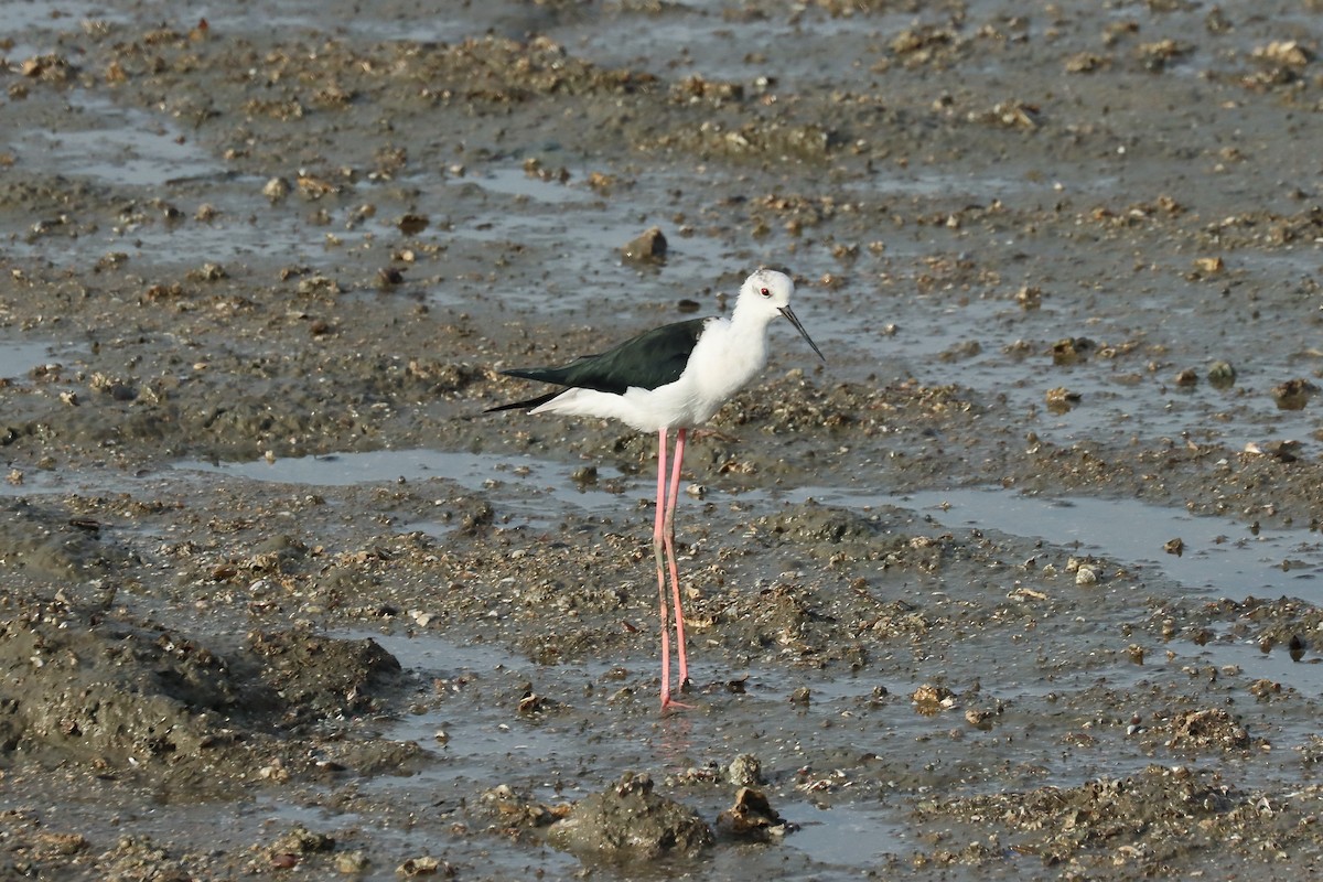 Zankaluze arrunta - ML642060866