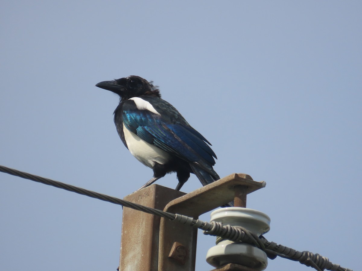 Oriental Magpie - ML642060869