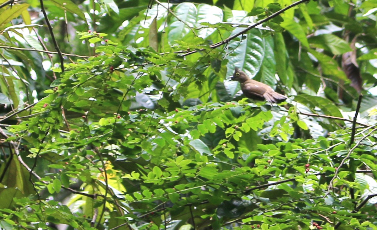 Yellow-wattled Bulbul - ML642060871