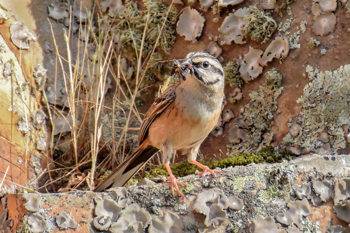 Rock Bunting - ML642060885