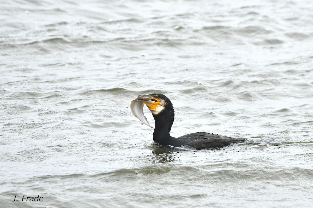 Great Cormorant - ML642060886