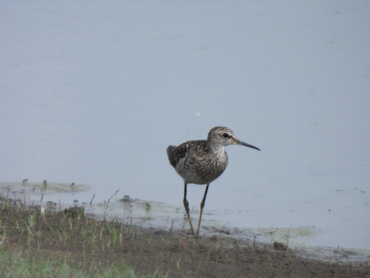 Wood Sandpiper - ML642060897