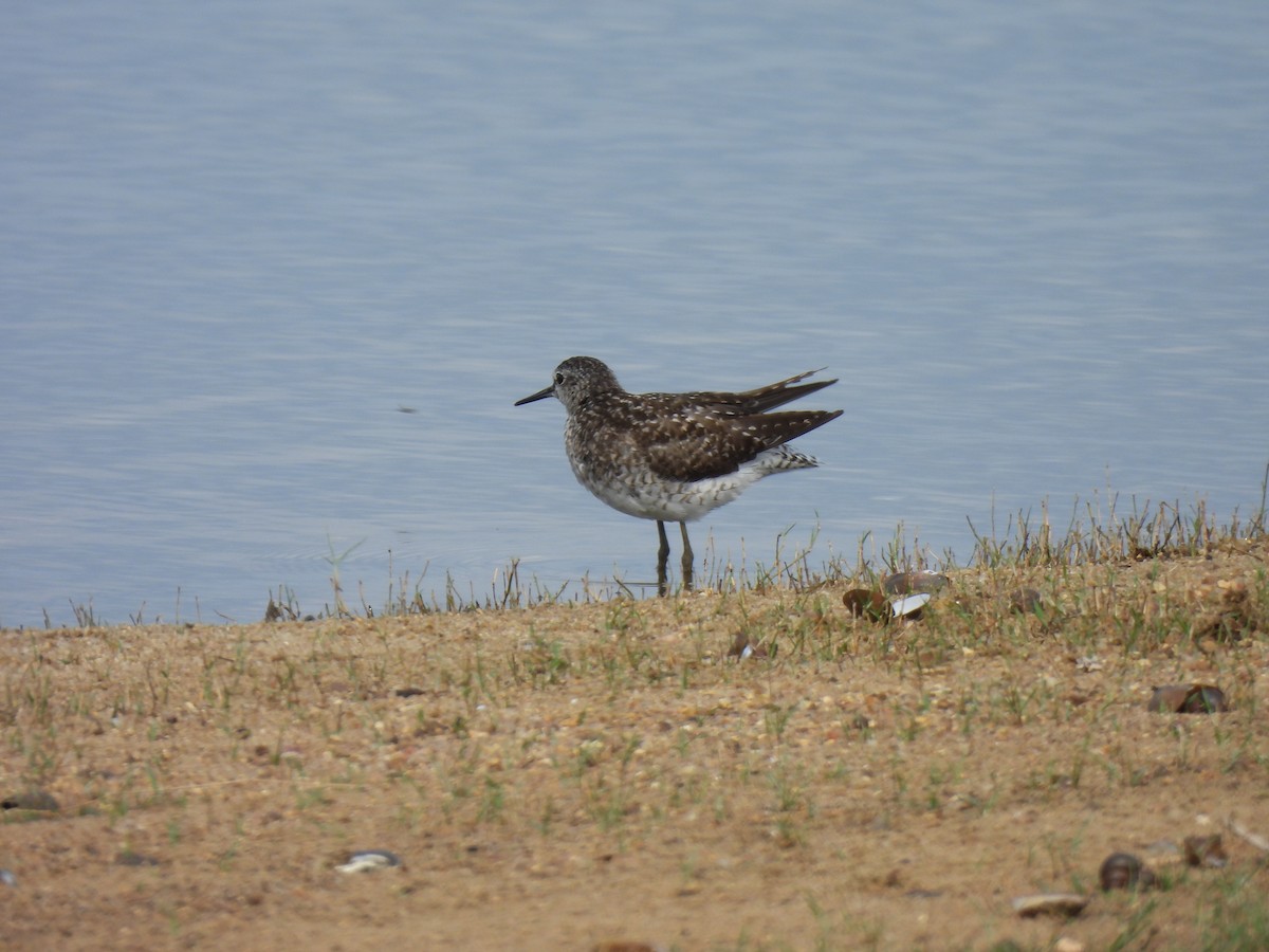 Wood Sandpiper - ML642060899