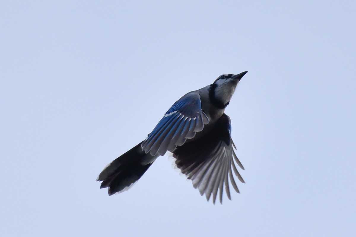 Blue Jay - ML642060906