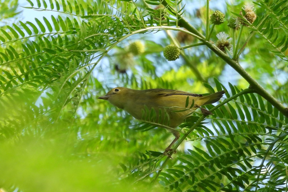 Yellow Warbler - ML642060907