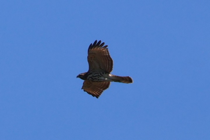 Red-shouldered Hawk - ML642060920