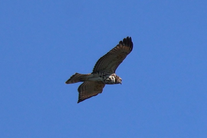 Red-shouldered Hawk - ML642060921