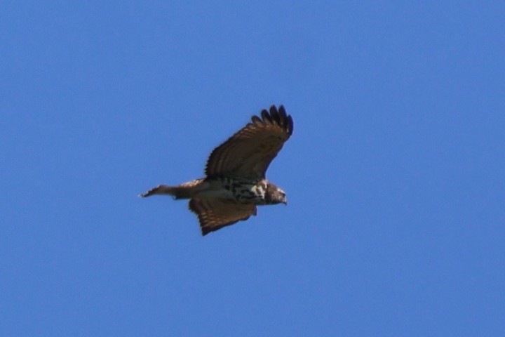 Red-shouldered Hawk - ML642060922