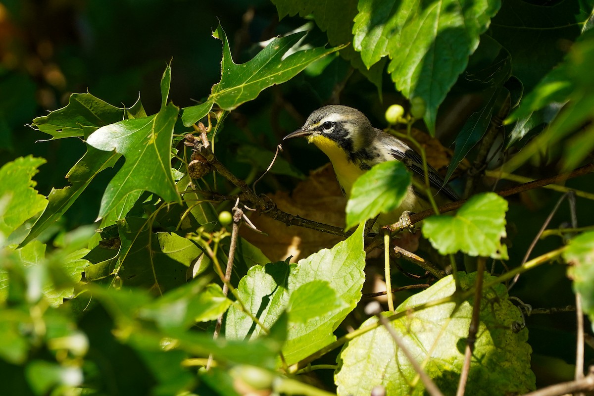 Yellow-throated Warbler - ML642060933