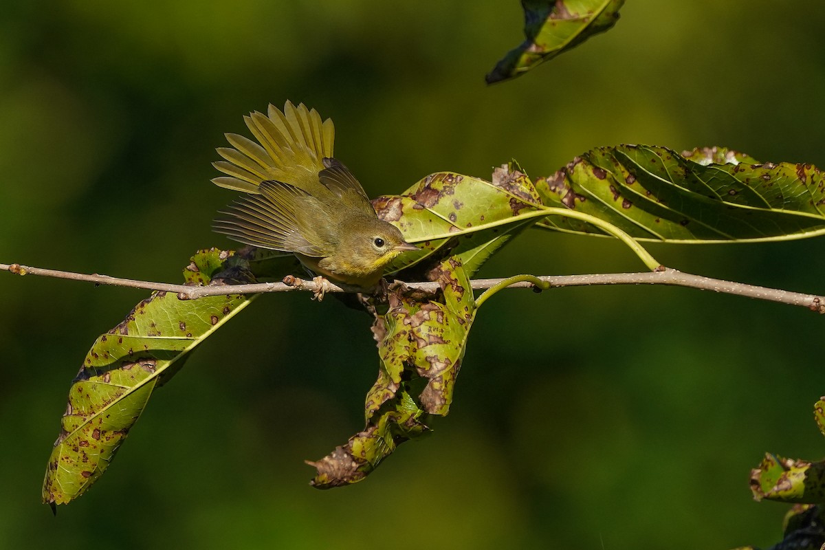 Common Yellowthroat - ML642060948