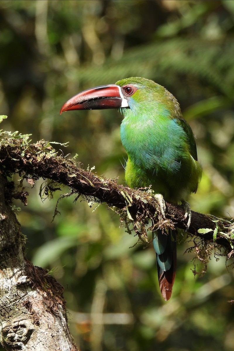 Crimson-rumped Toucanet - ML642060952