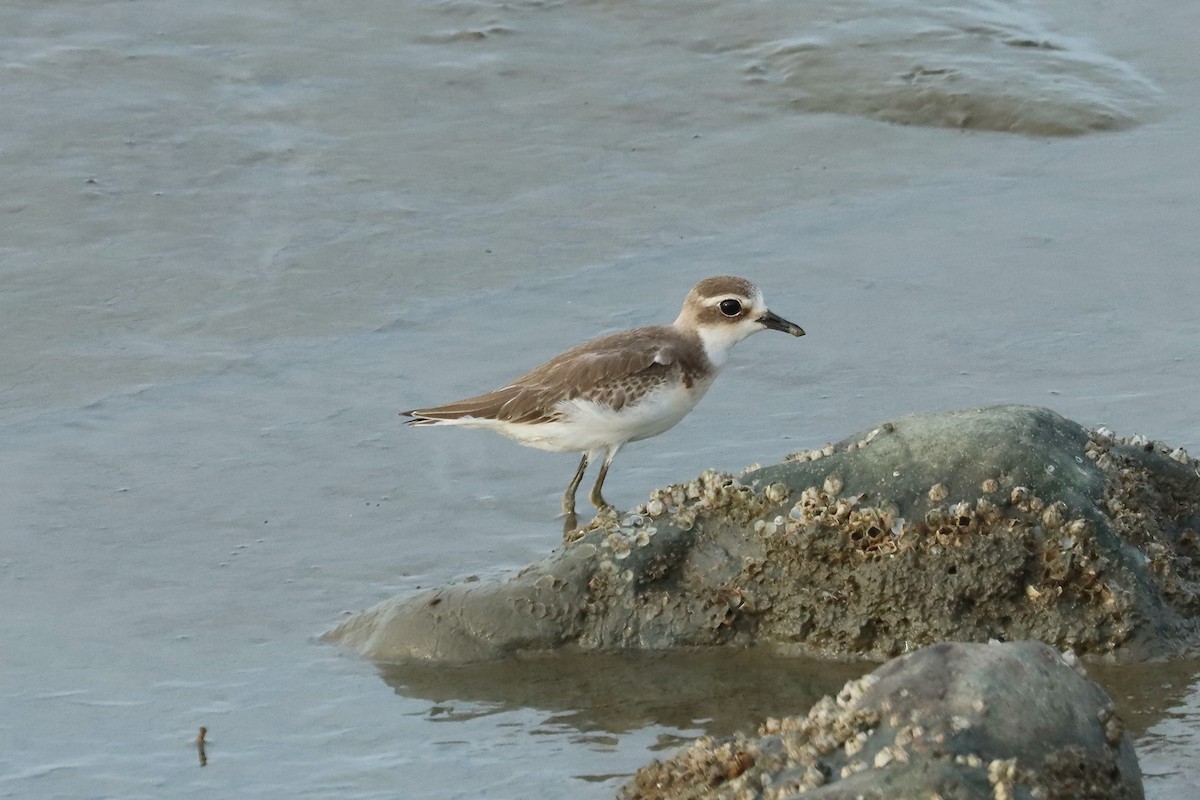 Tibetan Sand-Plover - ML642060954