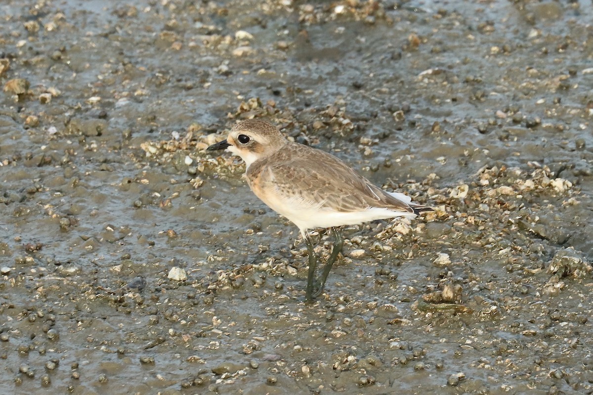 Tibetan Sand-Plover - ML642060955