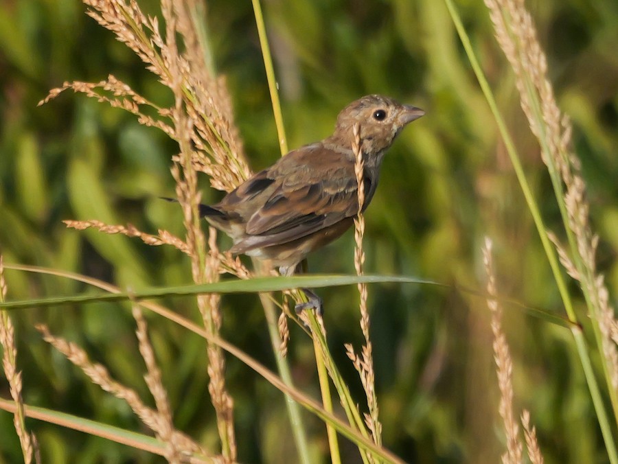 Indigo Bunting - Roger Horn