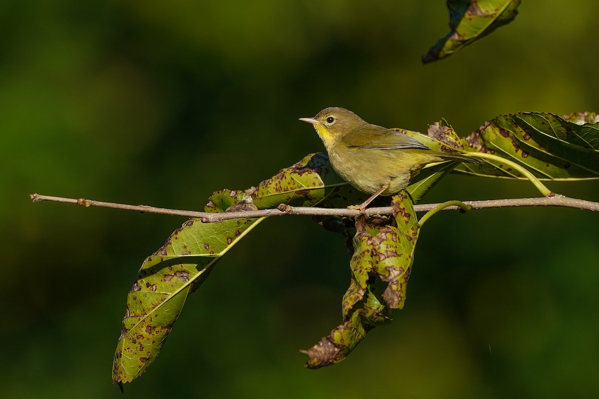 Common Yellowthroat - ML642060960