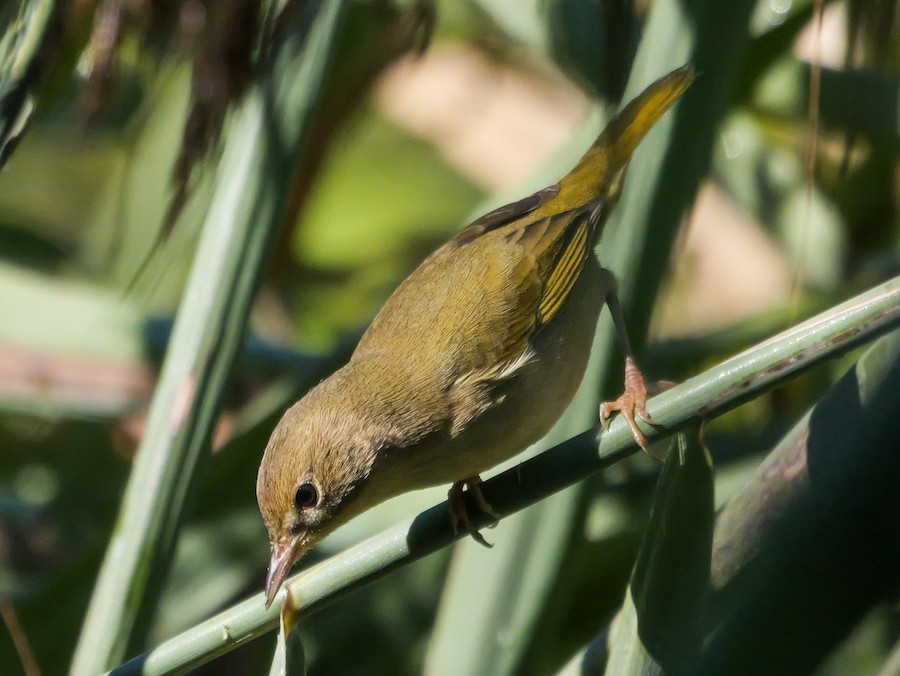 Common Yellowthroat (trichas Group) - Roger Horn