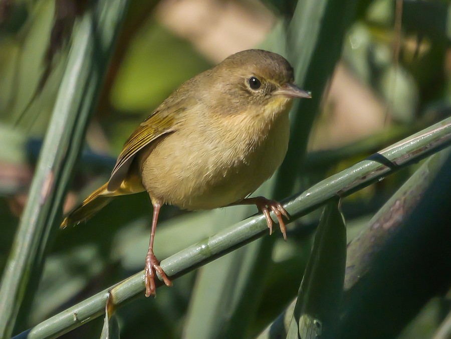 Common Yellowthroat (trichas Group) - Roger Horn