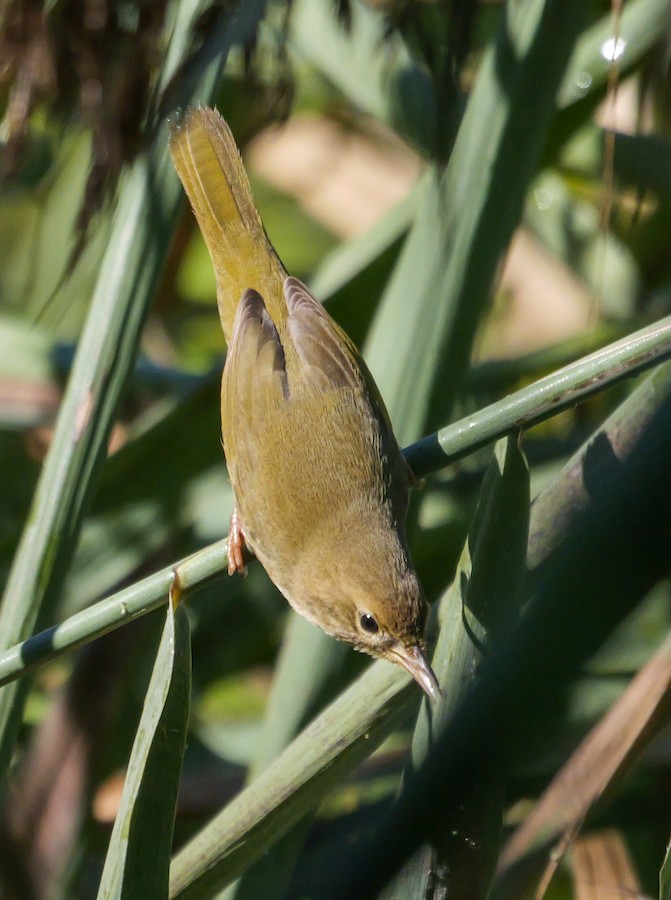 Common Yellowthroat (trichas Group) - Roger Horn