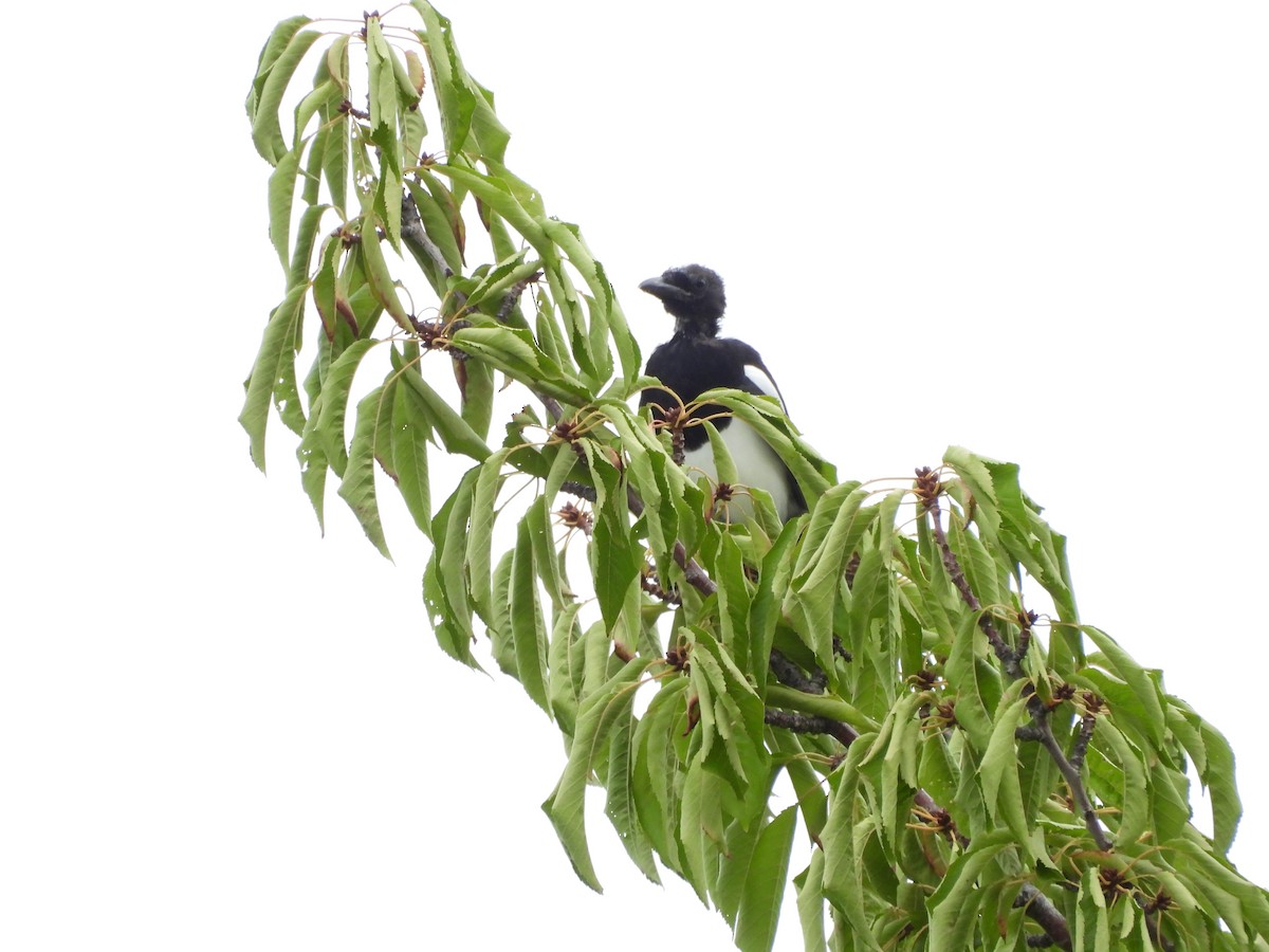 Black-billed Magpie - ML642060971