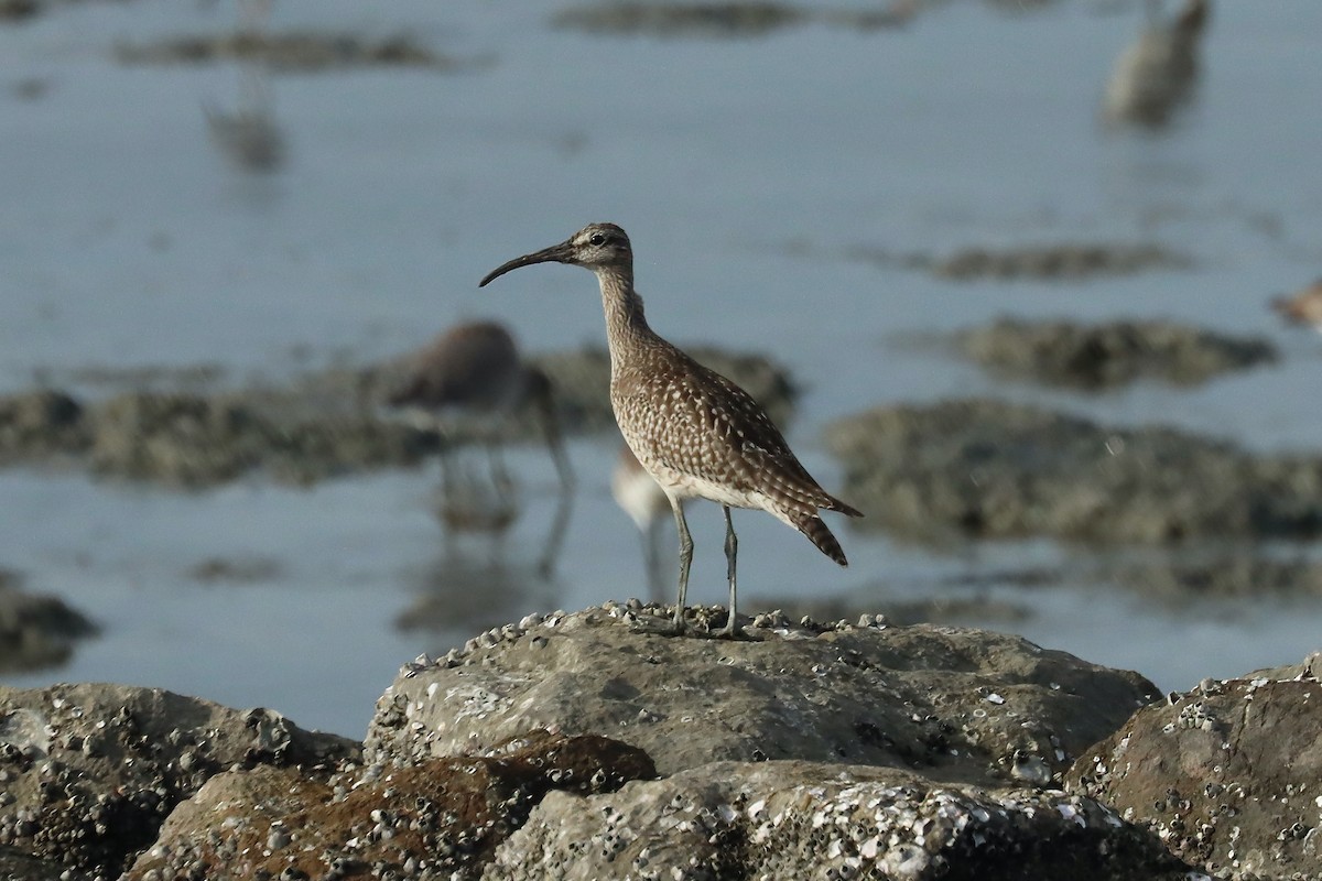 Regenbrachvogel - ML642060979