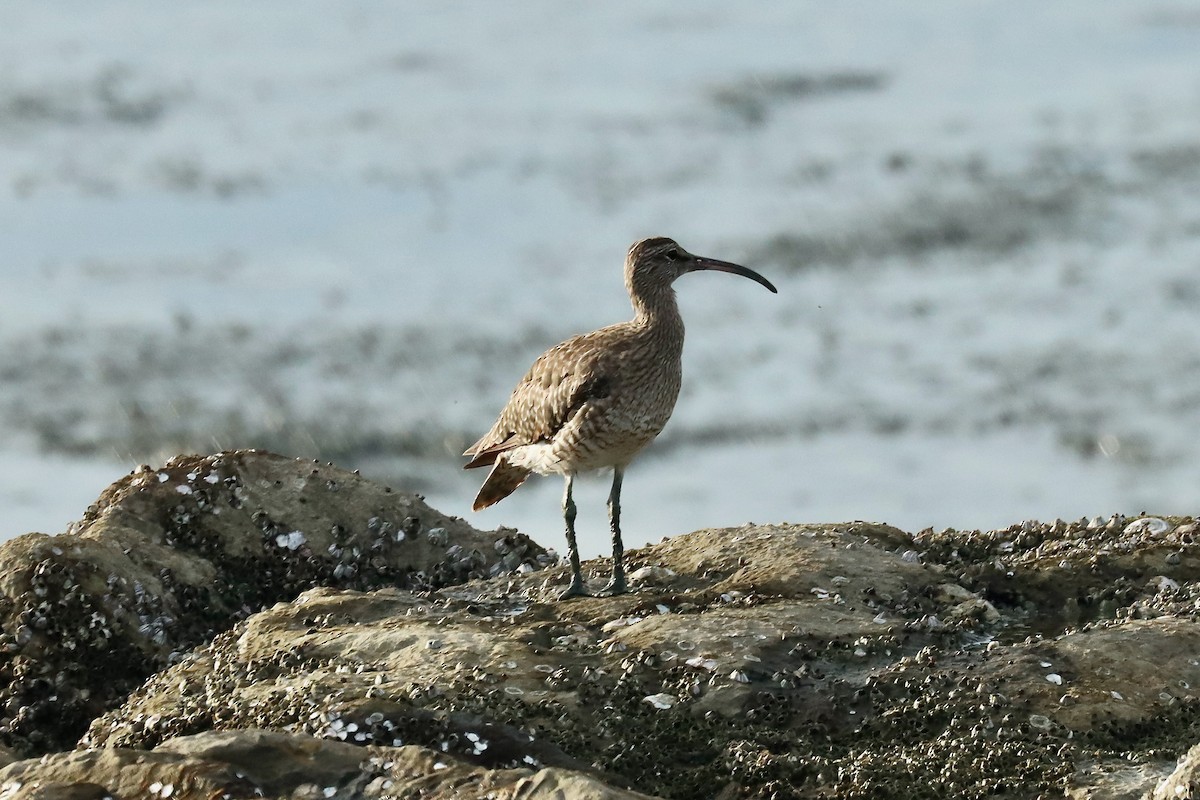 Regenbrachvogel - ML642060980