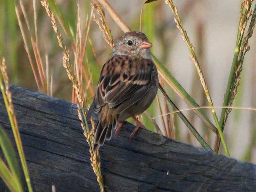 Field Sparrow - Roger Horn