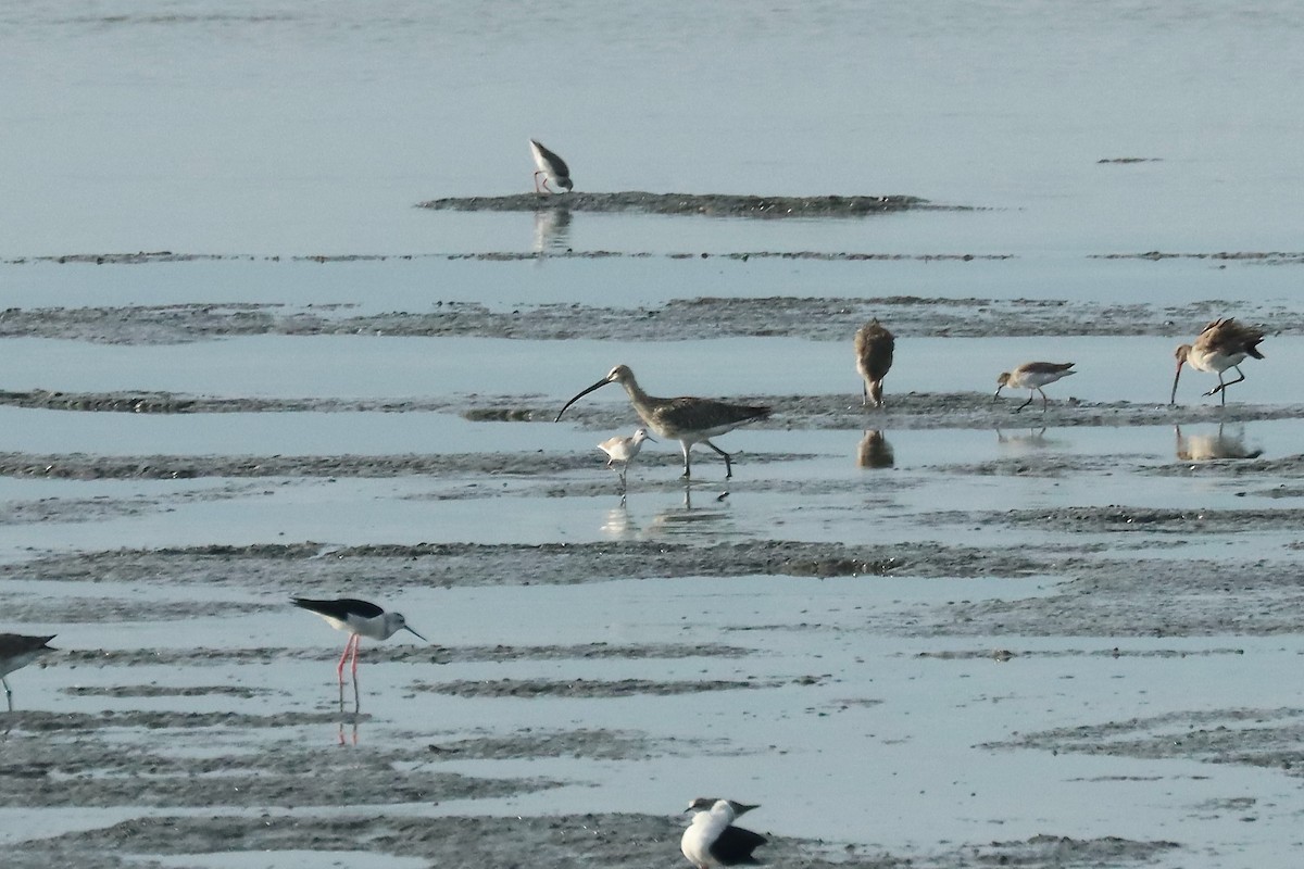 Eurasian Curlew - ML642060987