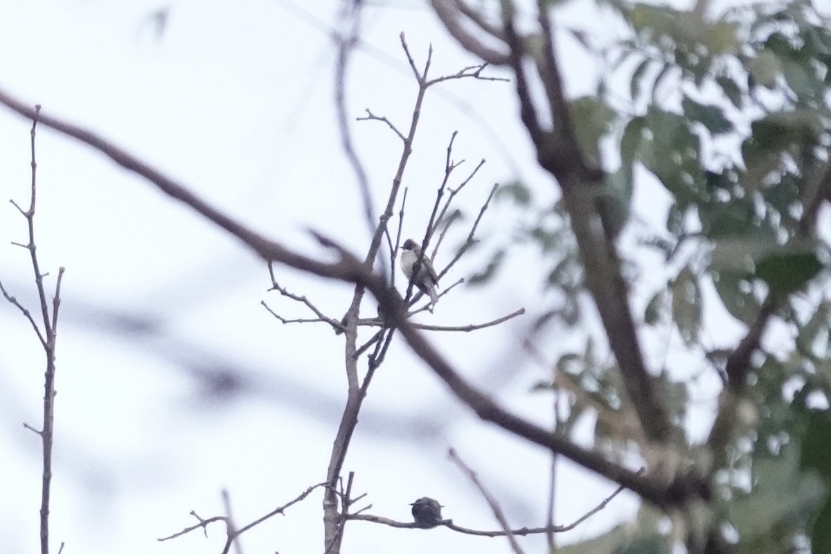 Ashy Bulbul - ML642060989