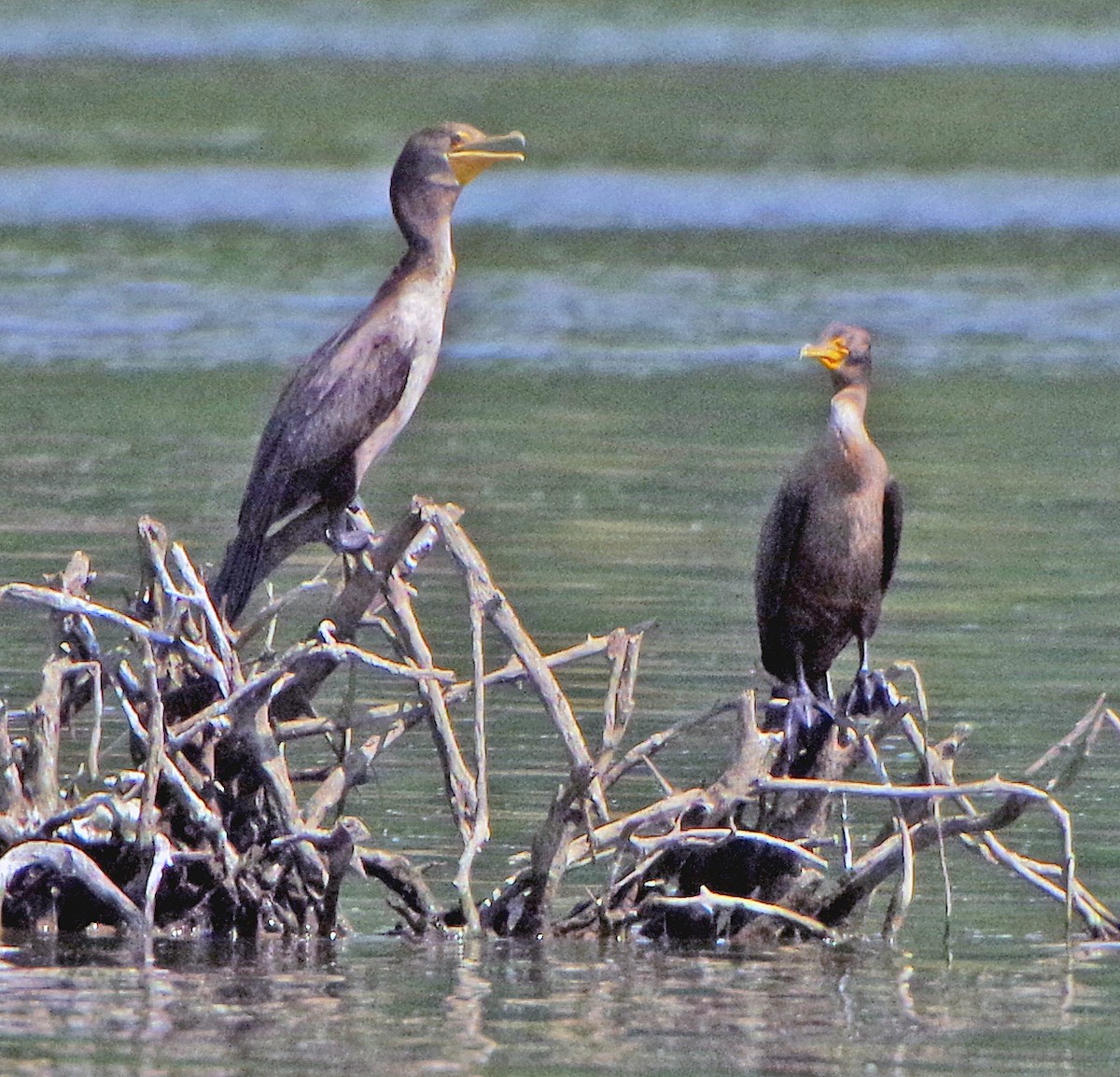 Double-crested Cormorant - ML642060990