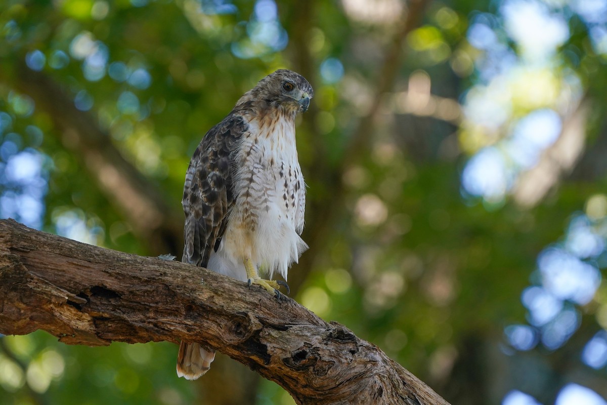 Red-tailed Hawk - ML642060997