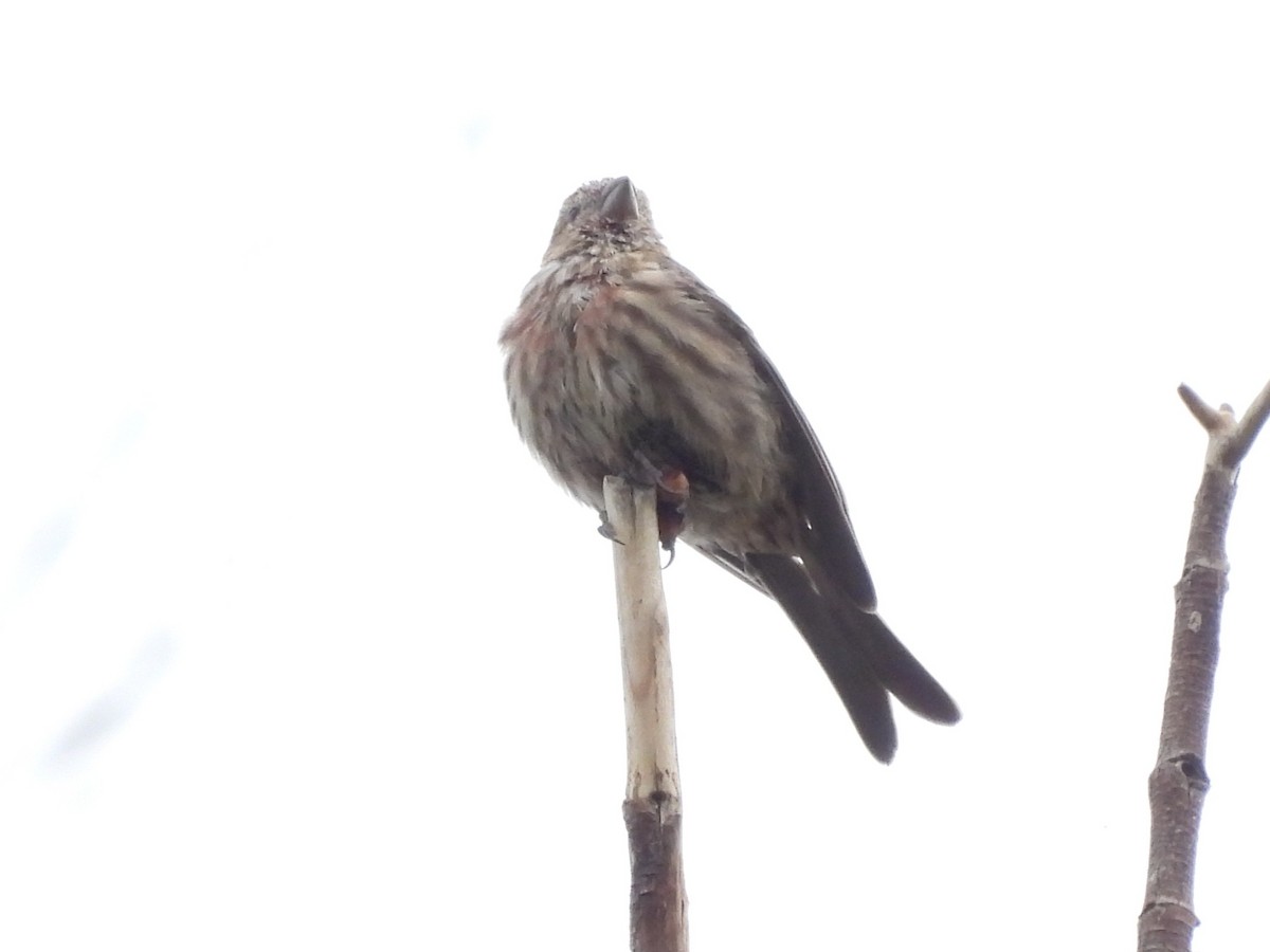 House Finch - ML642060998