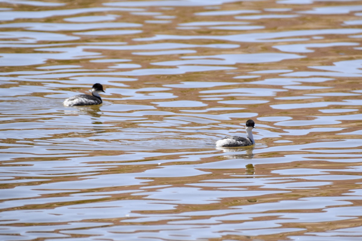 Silvery Grebe (Andean) - ML642061001