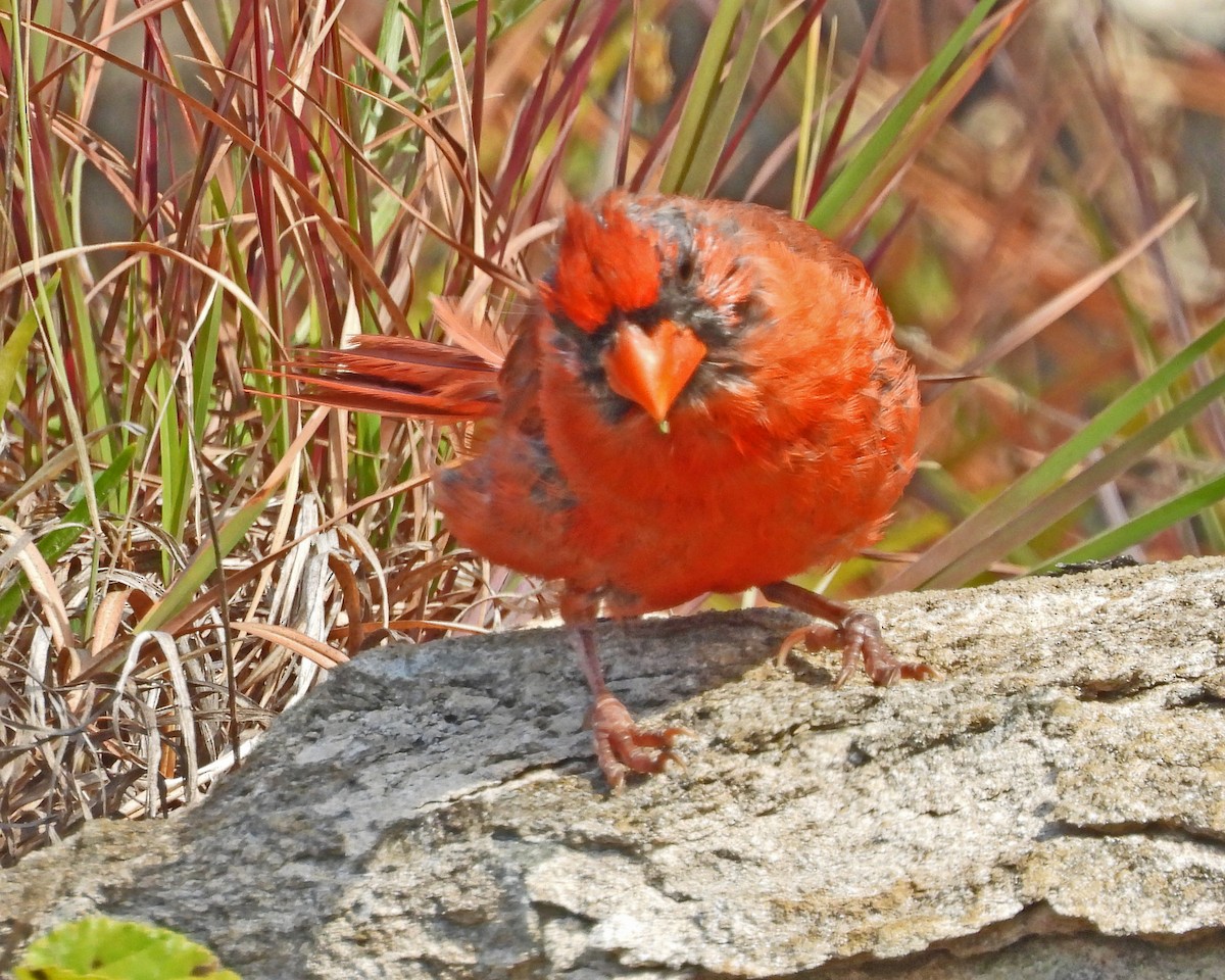 Northern Cardinal - ML642061003