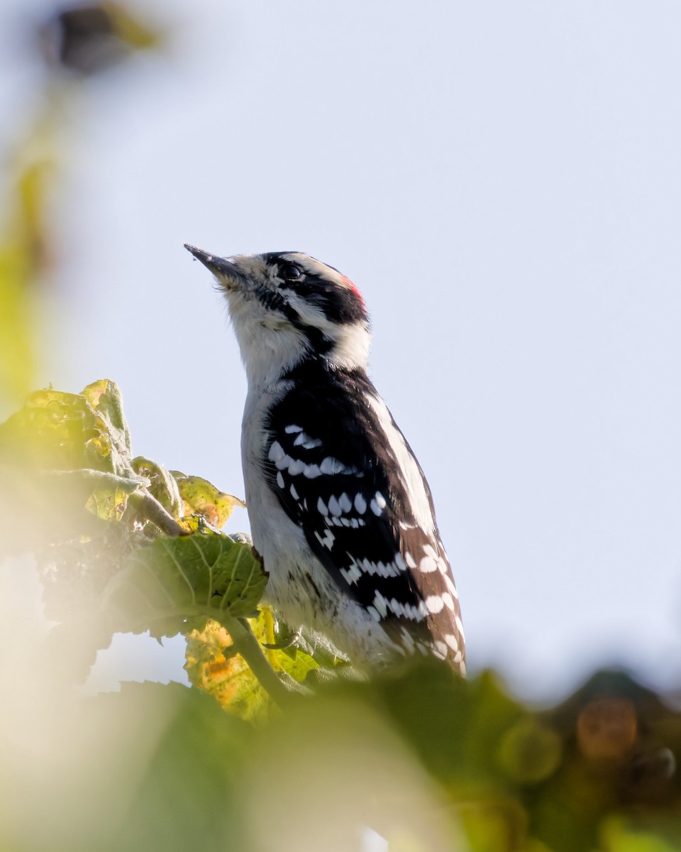 Downy Woodpecker - ML642061004