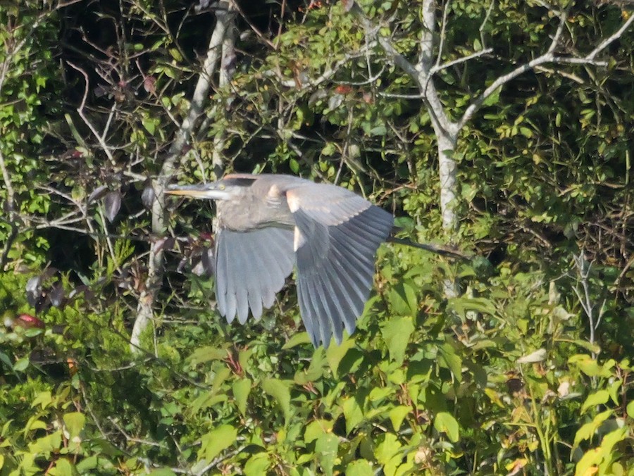 Great Blue Heron (Great Blue) - Roger Horn