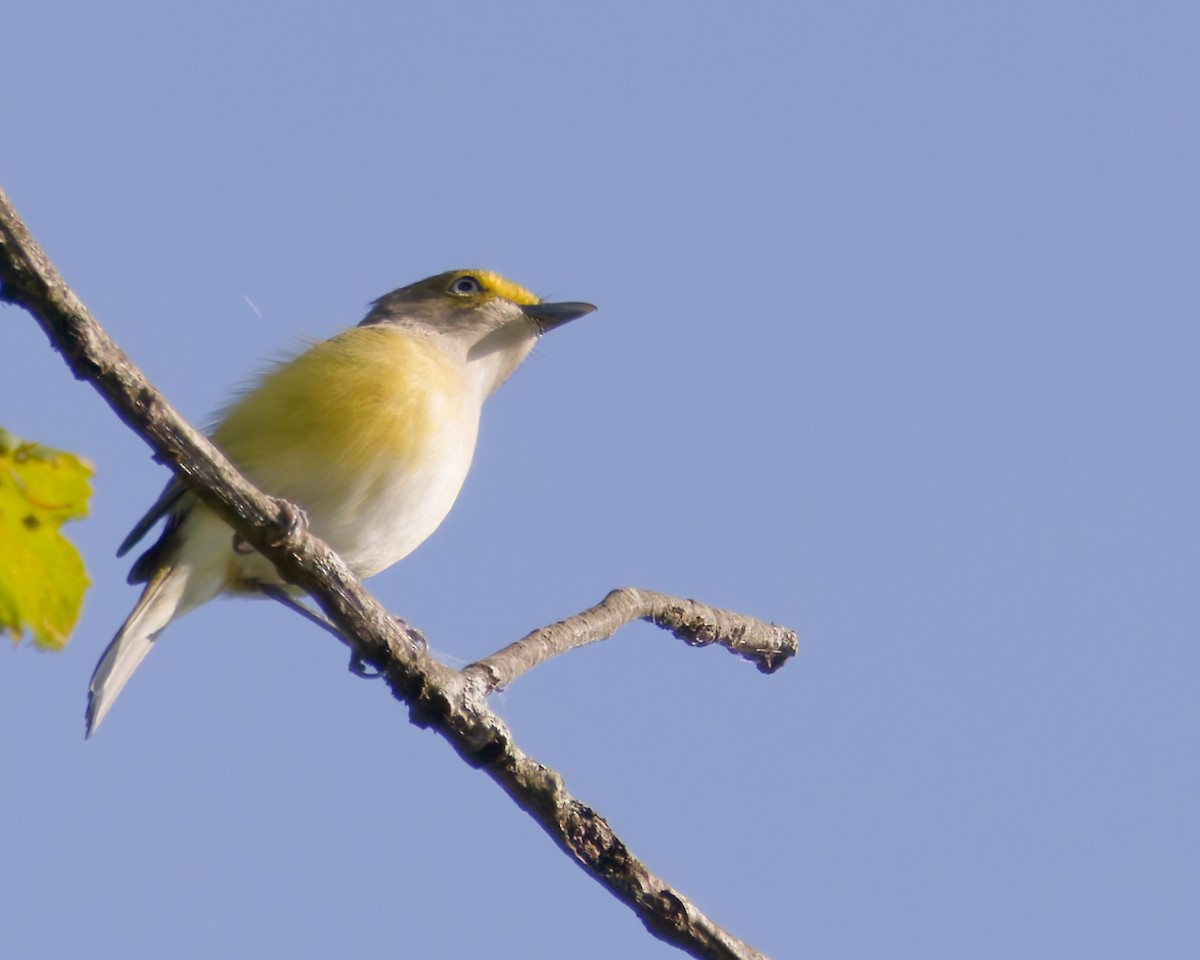 White-eyed Vireo - ML642061021