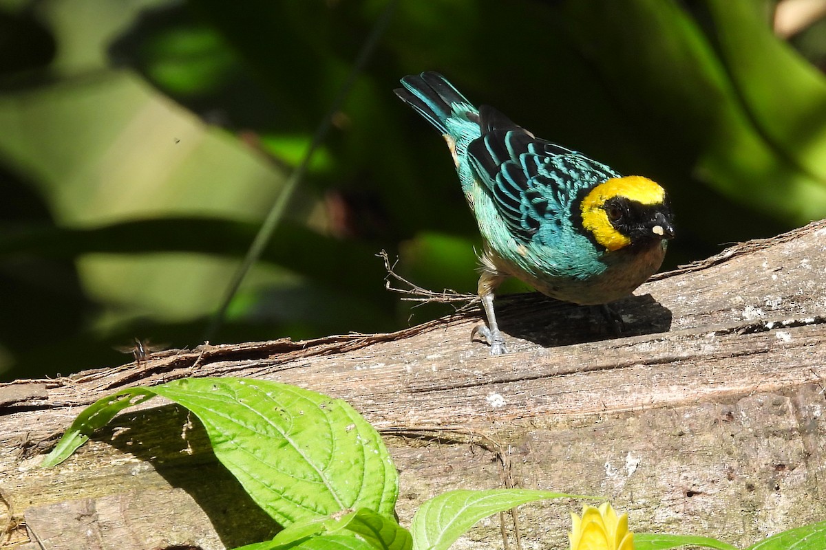 Saffron-crowned Tanager - ML642061022