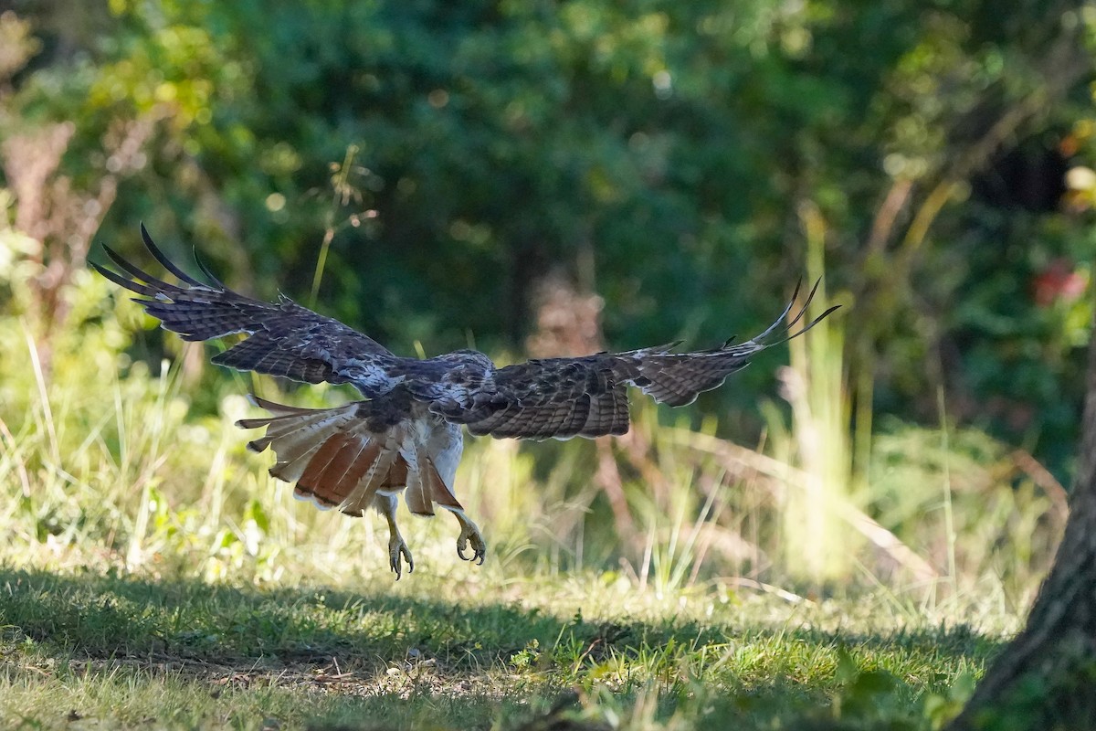 Red-tailed Hawk - ML642061023