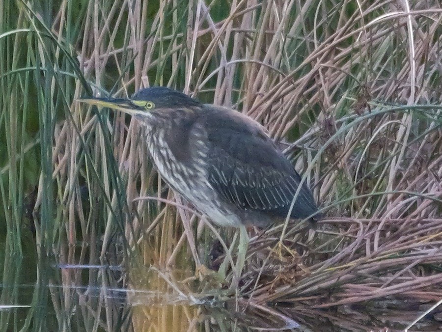 Green Heron - Roger Horn