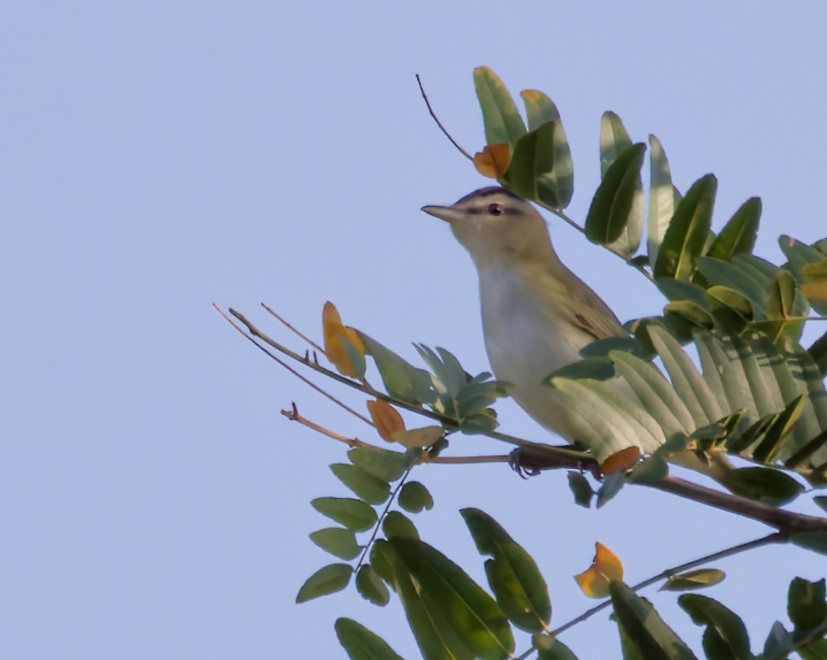 Vireo begigorria - ML642061033